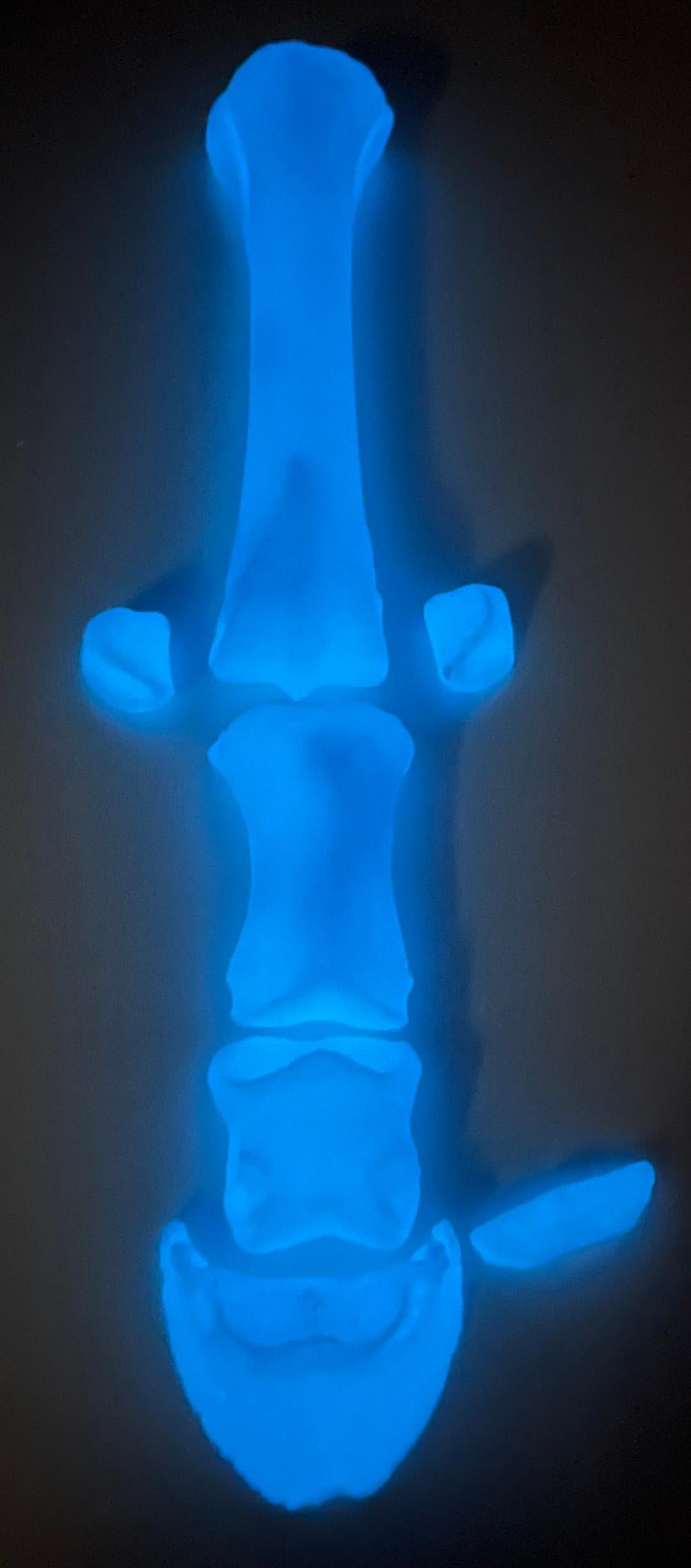 Knochensalat  "Geisterpferd" Basic (ohne Kleber)