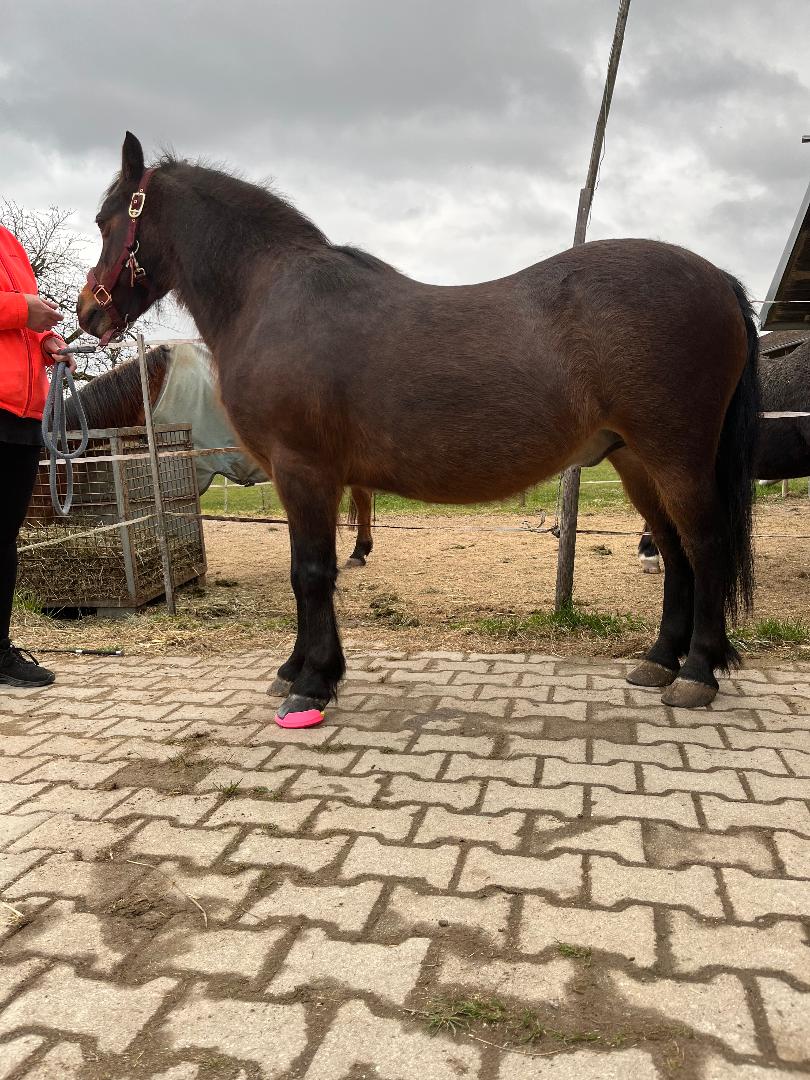 Squishy Pads Pferd/Pony