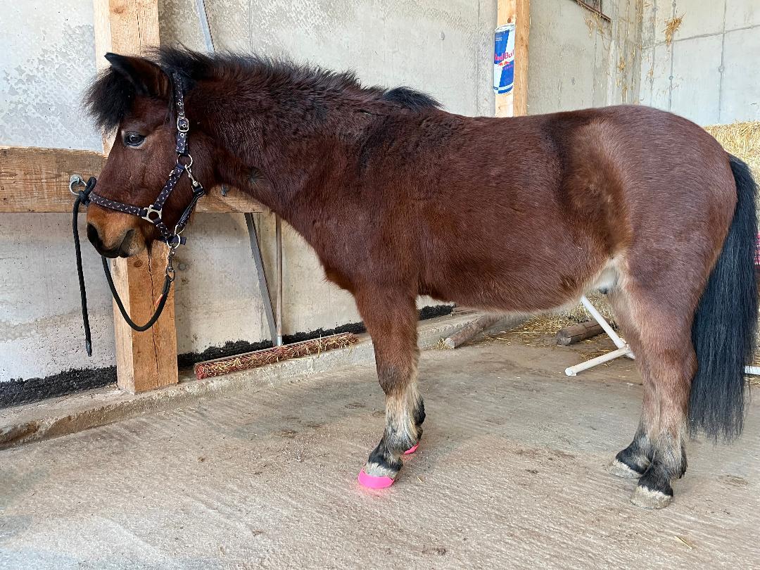 Squishy Pads Pferd/Pony